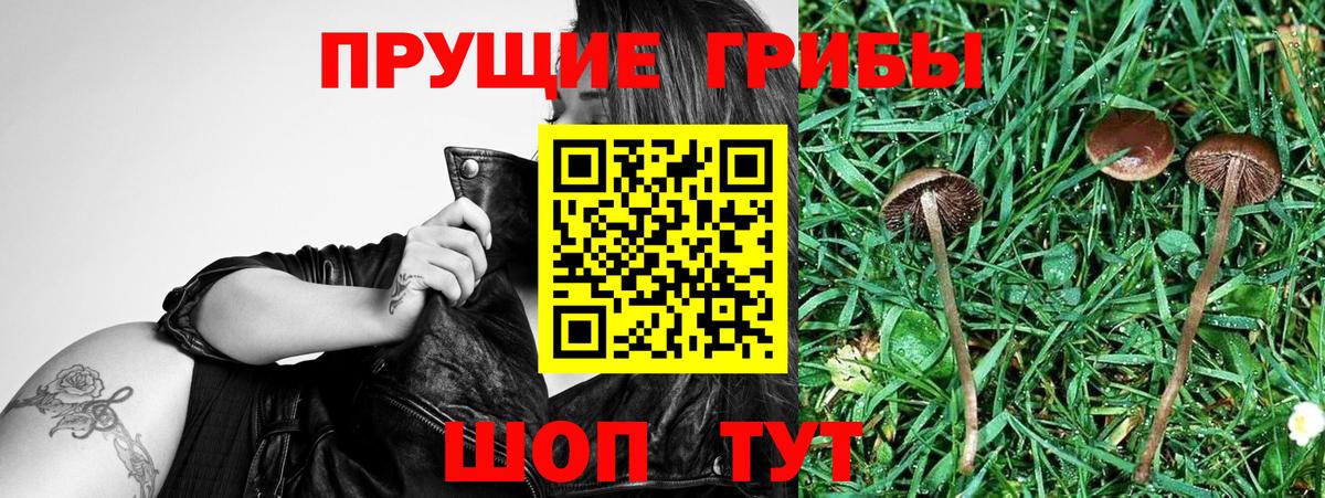 Галлюциногенные грибы GOLDEN TEACHER  Псилоцибиновые грибы MAGIC MUSHROOMS  Вход с VPN  Янаул 
